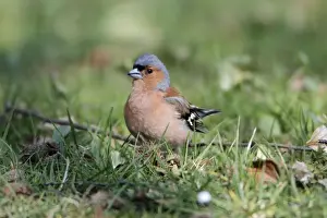 Chaffinch - male on ground - Hessen - Germany