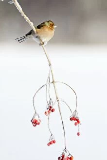 Images Dated 6th January 2009: Chaffinch - male on Guelder Rose branch coverd with frost, Lower Saxony, Germany