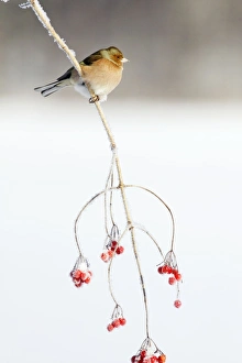 Images Dated 6th January 2009: Chaffinch - male on Guelder Rose branch coverd with frost