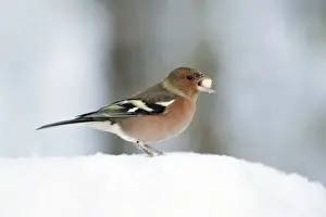 Peanut Prints: Chaffinch - male with peanut in beak, in snow, Lower Saxony, Germany