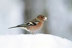 Images Dated 24th November 2008: Chaffinch - male with peanut in beak, in snow, Lower Saxony, Germany
