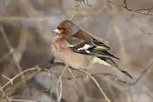 Chaffinches Prints: Chaffinch - male perched on branch in winter - Lower Saxony - Germany