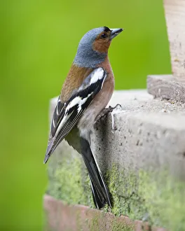 Chaffinch, male perched on brick pillar beside feeding station, Hessen, Germany Date: 28-May-19 Chaffinch, male perched on brick pillar beside feeding station, Hessen, Germany Date: 28-May-19