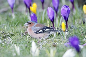 Chaffinch - male searching for food in garden between flowering crocus Chaffinch - male searching for food in garden between flowering crocus
