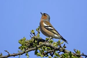 Images Dated 10th May 2006: Chaffinch-male singing in spring, Northumberland UK