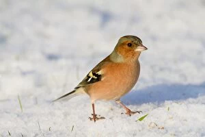 UK Wildlife Collection: Chaffinch - male - in snow - winter - UK