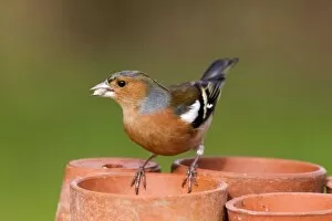 Images Dated 6th February 2010: Chaffinch - male taking seeds from a plant pot