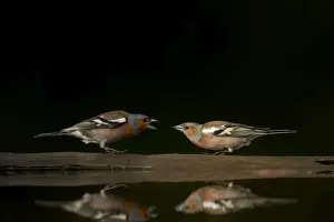 Chaffinches Prints: Chaffinch - Males in conflict at forest pool Fringilla coelebs Hungary BI015759