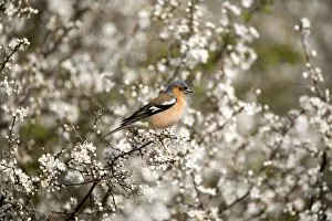 Images Dated 10th April 2005: Chaffinch - Perched in blackthorn blossom spring - Norfolk UK