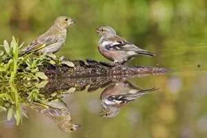 Images Dated 25th August 2010: Chaffinch - at pond with Greenfinch showing reflections