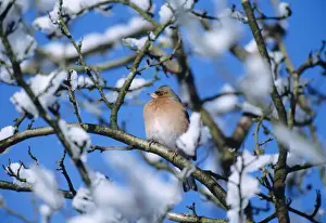 Chaffinches Prints: Chaffinch - on snowy branch