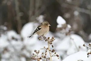 Chaffinches Prints: Chaffinch WAT 2025 On plant in winter Fringilla coelebs © M. Watson / ARDEA LONDON