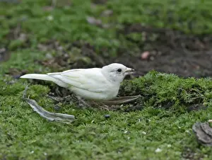 Finch Prints: Chaffinch – youngster albino feding on ground Bedfordshire UK