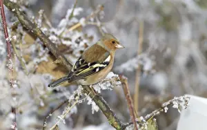 Chaffinches Prints: Chafinch