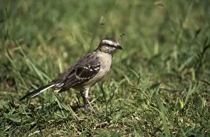 Chalk-browed Mockingbird - foraging in short grass