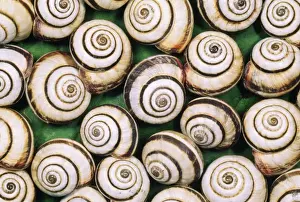 Snail Prints: Chalk Grassland Snail UK
