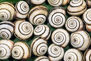 Gastropods Collection: Chalk Grassland Snails - UK