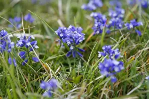 Chalk Milkwort growing on the chalk downland of the North Wessex Downs at Walker's Hill near Alton Barnes, Wiltshire, England
