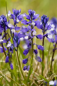 Milkwort Prints: Chalk Milkwort (Polygala calcarea) in limestone grassland. Uncommon in south England