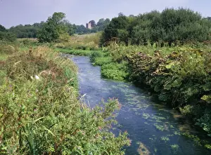 Chalk Prints: Chalk Stream - Itchen SSSI Candover above Old Arlesford, Hants, UK