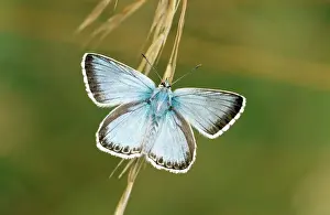 Blues Prints: Chalkhill Blue Butterfly CAN 948 UK Lysandra coridon © John Cancalosi / ARDEA LONDON