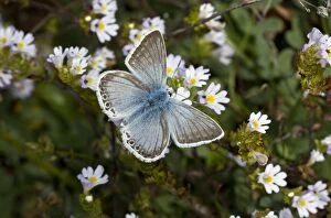 Images Dated 30th August 2014: Chalkhill Blue Butterfly male on Eyebright Flowers