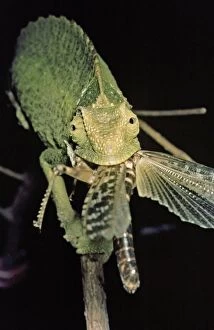 Chamaeleon eating a locust