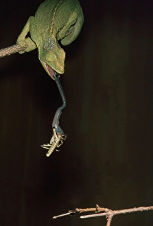 Images Dated 5th February 2007: Chamaeleon shooting out its tongue to catch prey