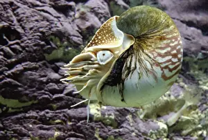 Chambered Nautilus