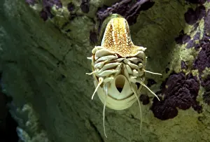 Chambered Nautilus