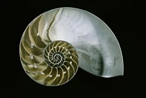 Images Dated 17th May 2004: Chambered Nautilus Shell cut in half