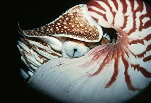 Chambered / Pearly / Common NAUTILUS - close-up, in deep water