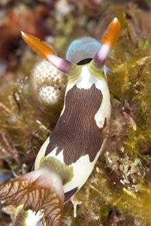 Chamberlains Nudibranch on coral eating sea squirts
