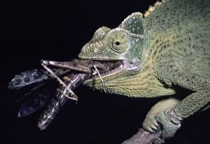 Chameleon eating a locust