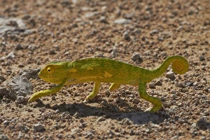 Chameleon, Etosha National Park, Namibia