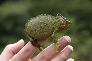 Chameleon - on finger
