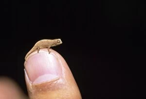 CHAMELEON - on human finger, to show scale