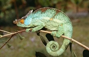 Images Dated 21st June 2007: Chameleon Madagascar
