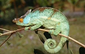 Images Dated 21st June 2007: Chameleon Madagascar