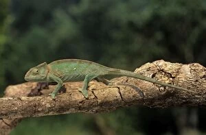 Images Dated 23rd March 2011: Chameleon. Madagascar