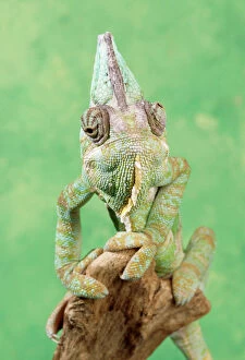 Bizarre Collection: Chameleon - male, showing eyes swiveling