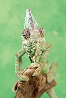 Bizarre Collection: Chameleon - male, showing eyes swiveling