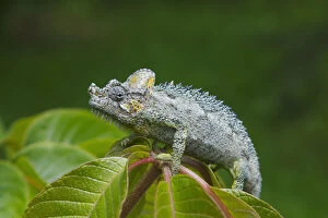 Images Dated 3rd July 2012: Chameleon, Nakuru, Kenya