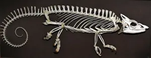 Chameleons Prints: Chameleon - skeleton