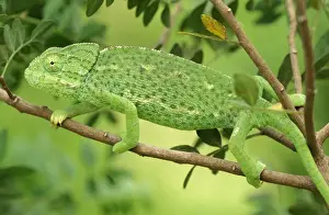 Chameleon - Spain - female