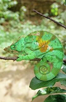 CHAMELEON - side view showing curled tail