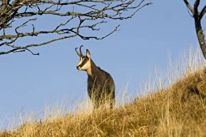 Images Dated 24th November 2011: Chamois