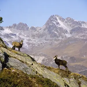 Chamois