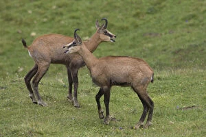 Bovid Gallery: Chamois - two adults facing - Austria     Date: 17-Jul-18