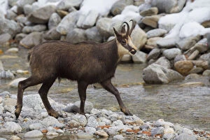 Images Dated 16th October 2018: Chamois - buck crossing creek - Italien Date: 16-Oct-18